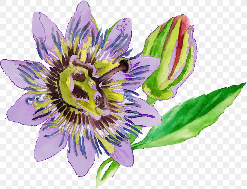 Flower Passion Flower Purple Passionflower Passion Flower Family Giant Granadilla, PNG, 2103x1618px, Watercolor, Flower, Giant Granadilla, Paint, Passion Flower Download Free