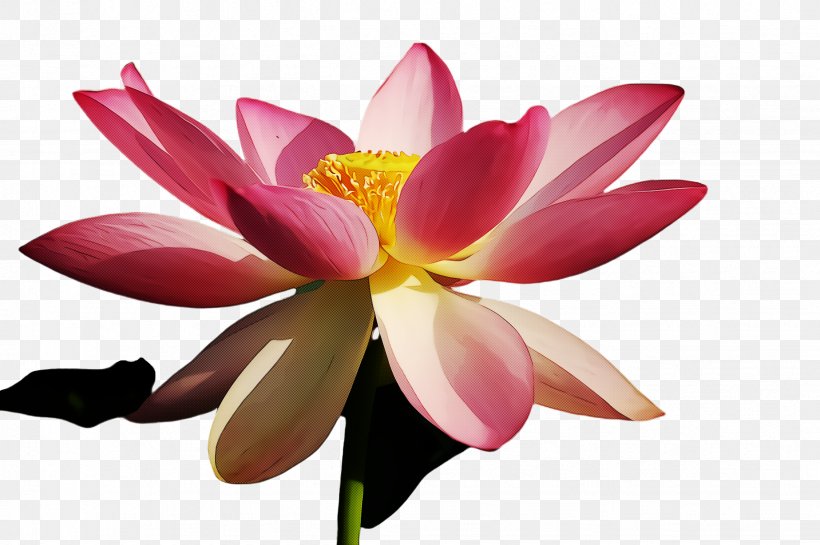 Lotus, PNG, 2452x1632px, Flower, Aquatic Plant, Lotus, Lotus Family, Petal Download Free
