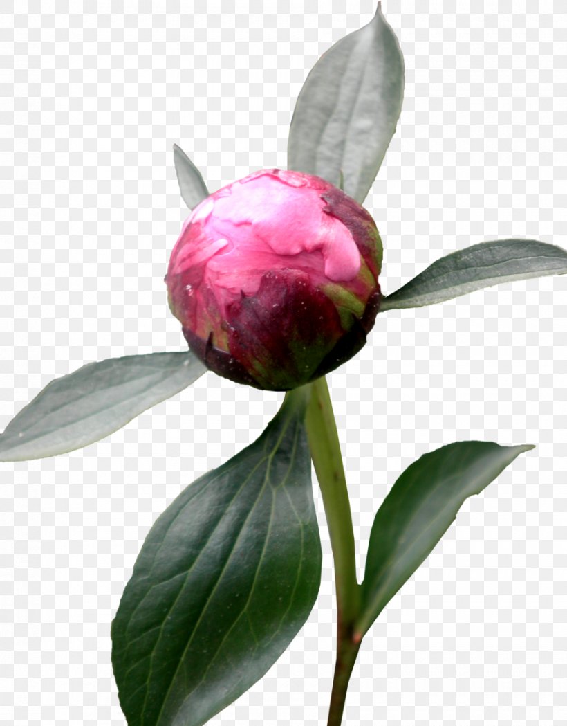 Peony Flower, PNG, 900x1152px, Peony, Bud, Camellia, Flower, Flowering Plant Download Free