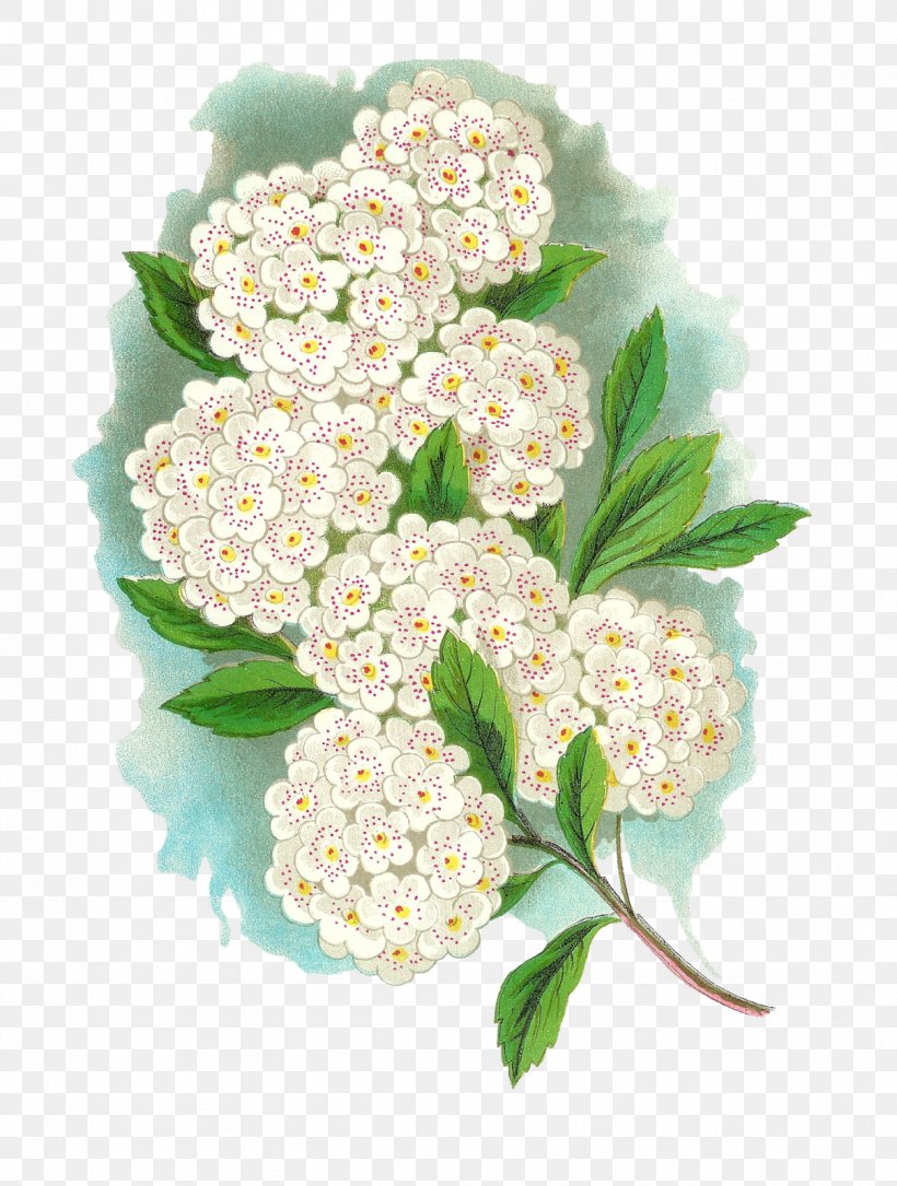 Flower Bridal-wreaths Clip Art, PNG, 1209x1600px, Flower, Art, Botany, Bridalwreaths, Cartoon Download Free
