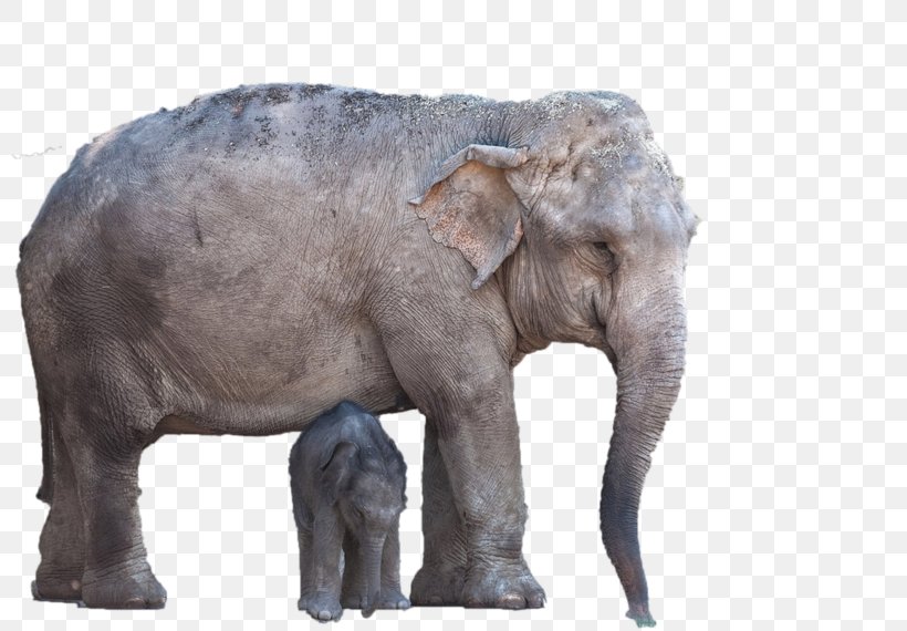 Indian Elephant African Elephant Wildlife Elephantidae, PNG, 800x570px, Indian Elephant, African Elephant, Animal, Elephant, Elephantidae Download Free