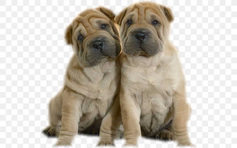 Mini Shar Pei Bone-mouth Puppy American Bully, PNG, 546x515px, Shar Pei, American Bully, Ancient Dog Breeds, Animal, Bonemouth Download Free