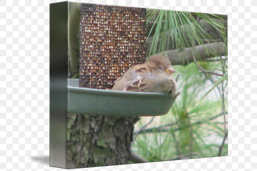 Chipmunk Squirrel Ecosystem Fauna Bird Feeders, PNG, 650x547px, Chipmunk, Bird, Bird Feeder, Bird Feeders, Bird Food Download Free