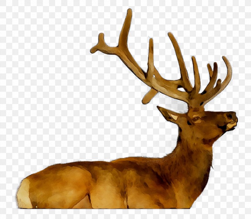 Elk Reindeer Antler, PNG, 1161x1015px, Elk, Antler, Deer, Horn, Reindeer Download Free