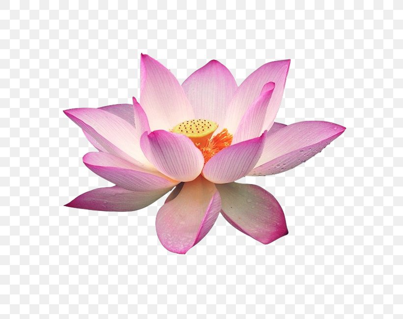 Sacred Lotus Clip Art Image Download, PNG, 650x650px, Sacred Lotus, Aquatic Plant, Art, Document, Flower Download Free