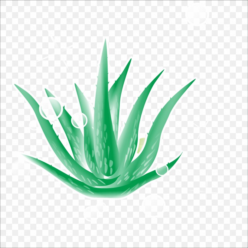 Aloe Plant Green, PNG, 1773x1773px, Aloe, Agave, Agave Azul, Color, Element Download Free