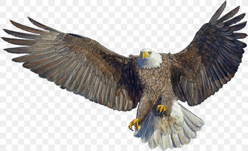 Bald Eagle Drawing Landing, PNG, 1600x979px, Bald Eagle, Accipitriformes, Beak, Bird, Bird Of Prey Download Free