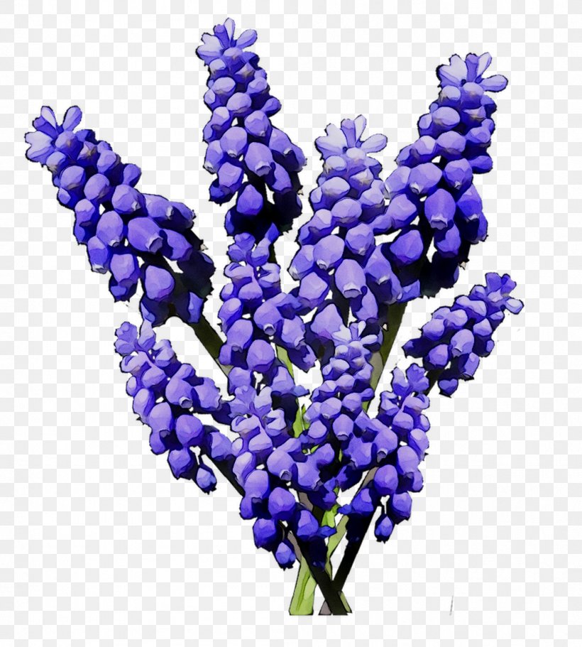 Hyacinth Cobalt Blue Fruit, PNG, 1053x1171px, Hyacinth, Blue, Bluebonnet, Buddleia, Cobalt Download Free