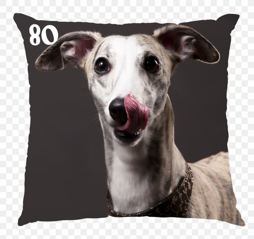 The Whippet Greyhound Dog Breed Stock Photography, PNG, 1200x1130px, Whippet, American Kennel Club, Breed, Breed Standard, Carnivoran Download Free