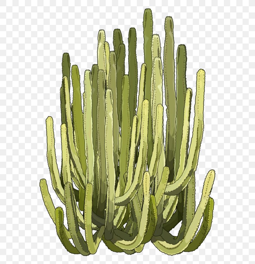 Cactus Euphorbia Canariensis Succulent Plant Euphorbia Ingens Euphorbia Balsamifera, PNG, 600x849px, Cactus, Crownofthorns, Drawing, Euphorbia Ingens, Flower Download Free