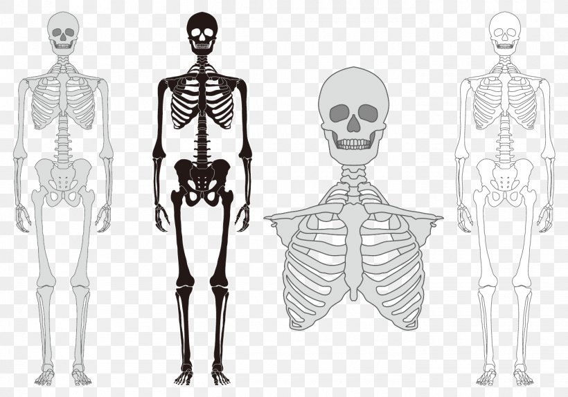 Human Skeleton Bone Vertebral Column, PNG, 1400x980px, Watercolor, Cartoon, Flower, Frame, Heart Download Free