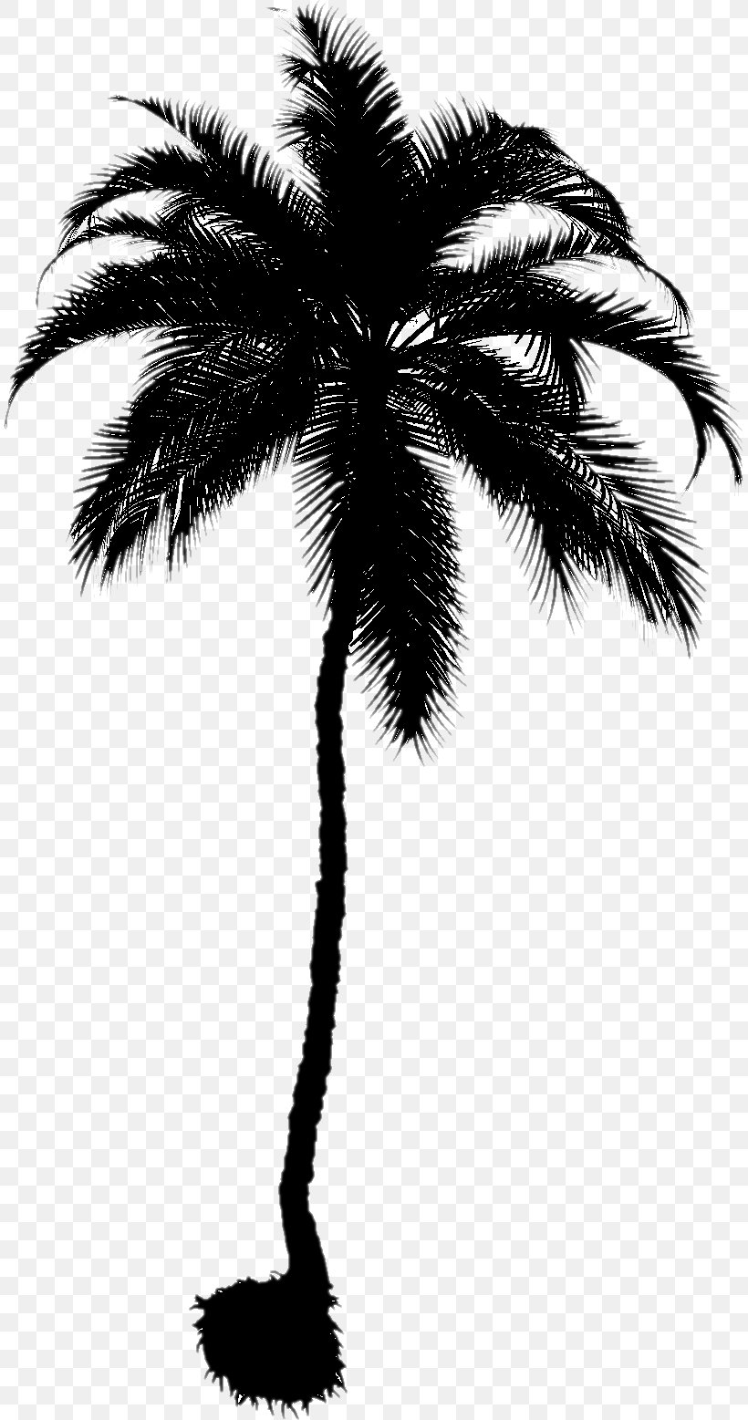 Photography Image Asian Palmyra Palm Facebook, PNG, 811x1557px, Asian Palmyra Palm, Arecales, Attalea Speciosa, Blackandwhite, Borassus Flabellifer Download Free