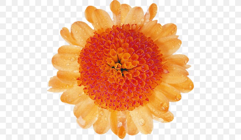 Transvaal Daisy Cut Flowers Chrysanthemum Petal, PNG, 500x479px, Transvaal Daisy, Calendula, Calendula Officinalis, Chrysanthemum, Chrysanths Download Free