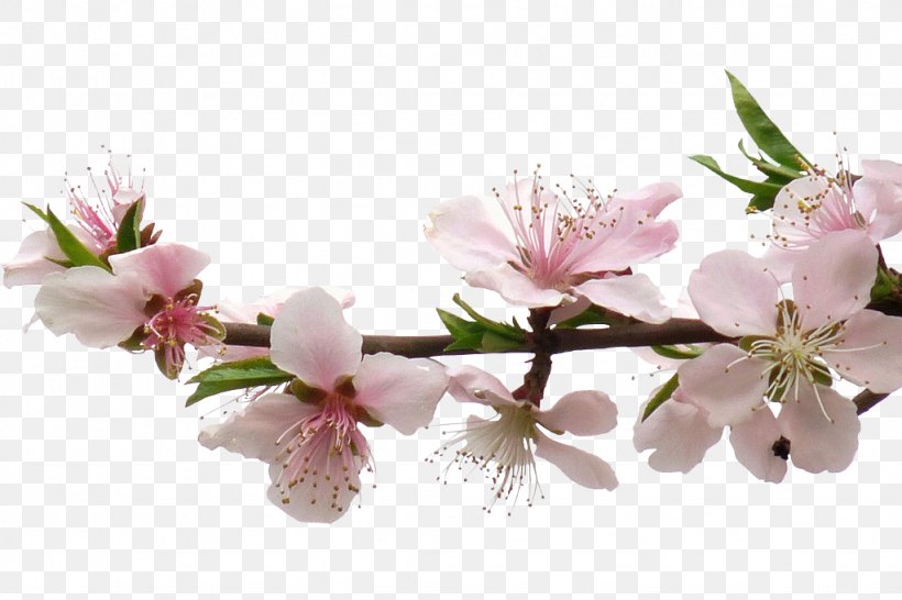 Weifang Mount Xianglu Huangjiu Peach, PNG, 1024x683px, Weifang, Blossom, Branch, Cherry Blossom, Cut Flowers Download Free