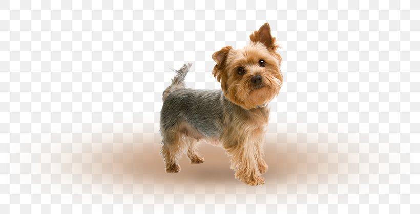 Yorkshire Terrier Maltese Dog Puppy Airedale Terrier West Highland White Terrier, PNG, 796x419px, Yorkshire Terrier, Airedale Terrier, Australian Silky Terrier, Australian Terrier, Breed Download Free
