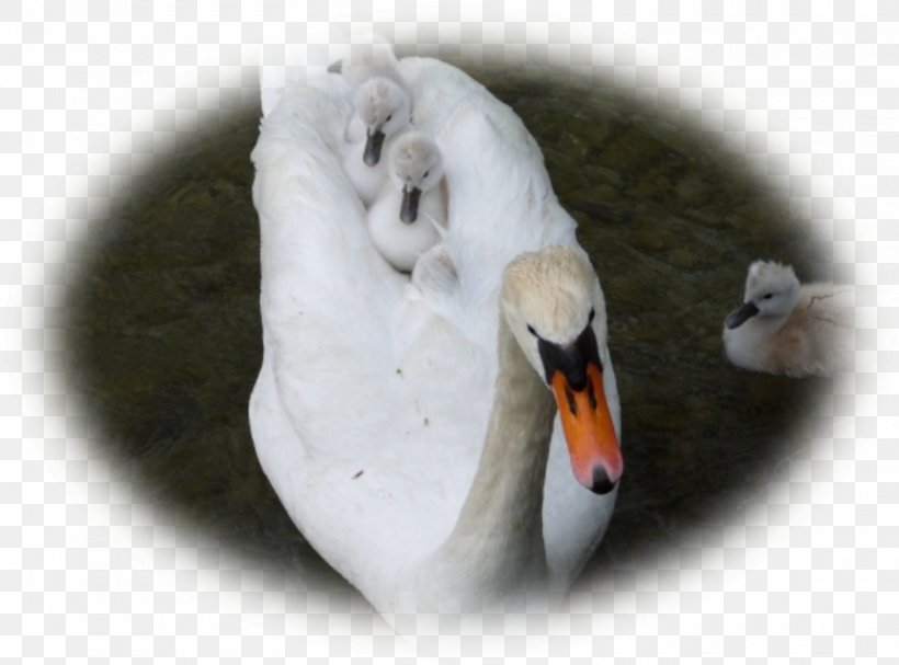 Cygnini Duck Beak Infant, PNG, 1520x1127px, Cygnini, Beak, Bird, Duck, Ducks Geese And Swans Download Free
