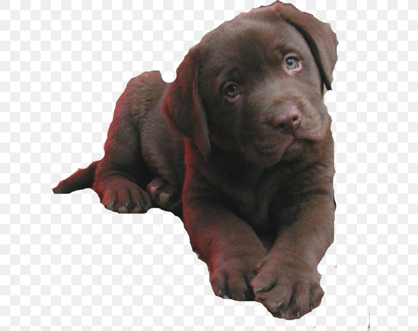Labrador Retriever Flat-Coated Retriever Puppy Dog Breed Golden Retriever, PNG, 631x650px, Labrador Retriever, Beagle, Breed, Carnivoran, Companion Dog Download Free