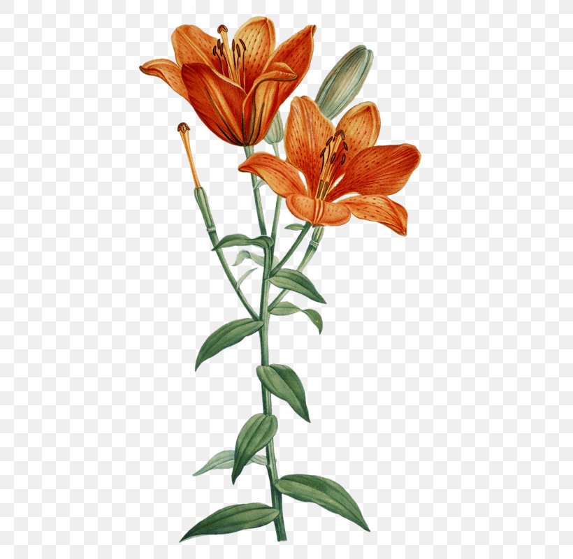 Orange Lily Printmaking Art Flower Floral Design, PNG, 439x800px, Orange Lily, Alstroemeriaceae, Art, Book, Bookplate Download Free