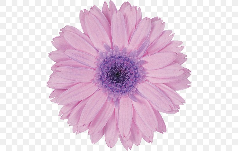 Purple Violet Lavender Flower Transvaal Daisy, PNG, 500x521px, Purple, Advertising, Annual Plant, Aster, Chrysanths Download Free