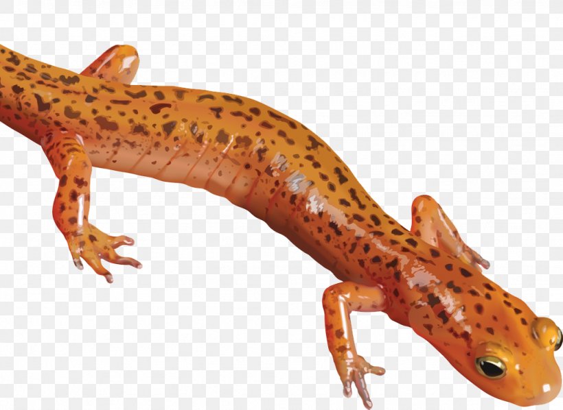Salamander Newt Clip Art, PNG, 1024x747px, Newt, Amphibian, Fauna, Gecko, Lizard Download Free
