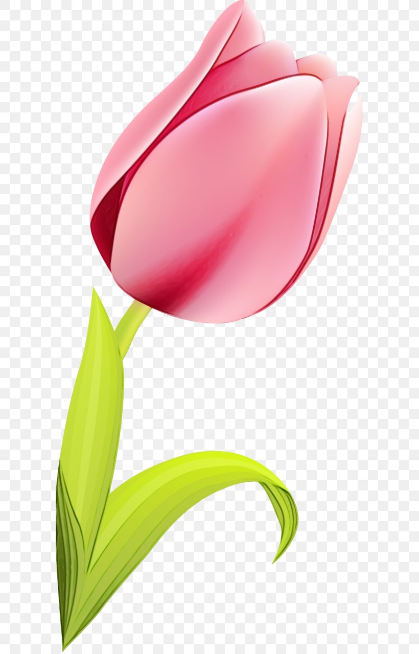 Tulip Red Clip Art Flower Pink, PNG, 611x1280px, Watercolor, Closeup, Flower, Lily Family, Paint Download Free