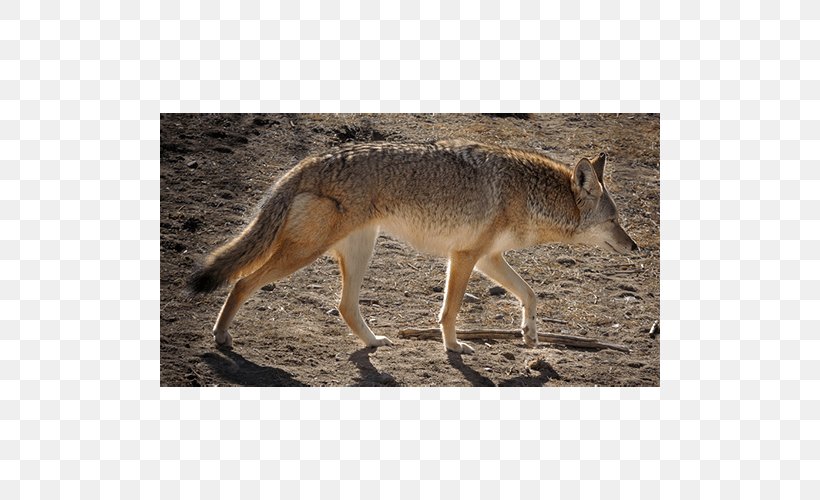 Jackal Coyote Gray Fox Snout Fur, PNG, 500x500px, Jackal, Animal, Carnivoran, Coyote, Dog Like Mammal Download Free