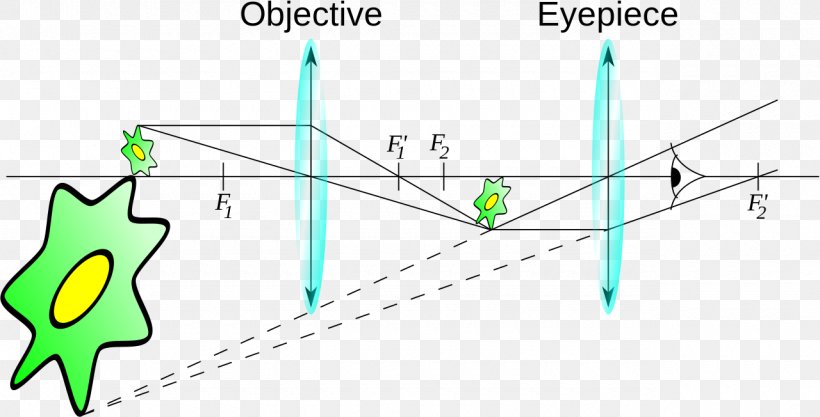 Light Optical Microscope Optics, PNG, 1280x652px, Light, Area, Cell, Confocal Laser Scanning Microscopy, Diagram Download Free