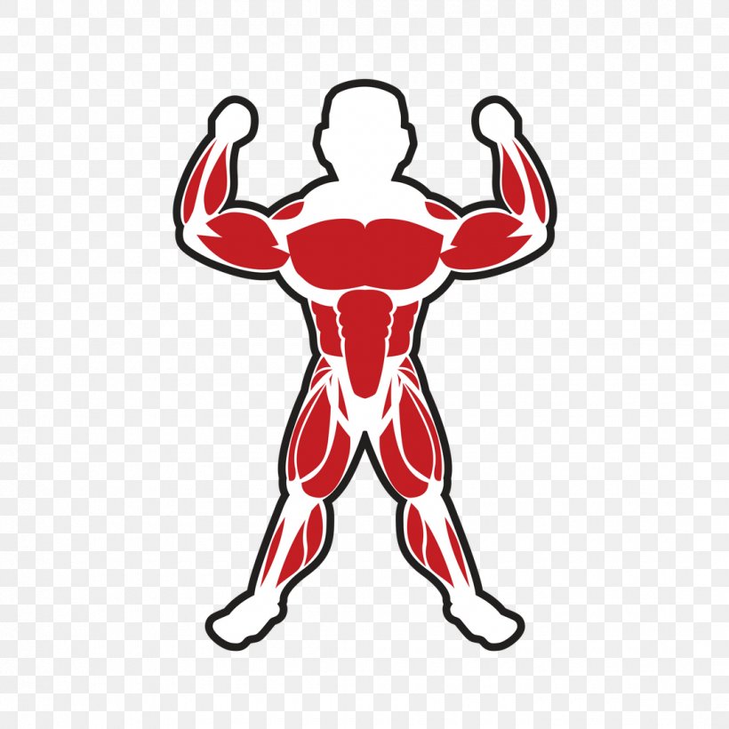 Skeletal Muscle Bodybuilding Adipose Tissue, PNG, 1080x1080px, Watercolor, Cartoon, Flower, Frame, Heart Download Free