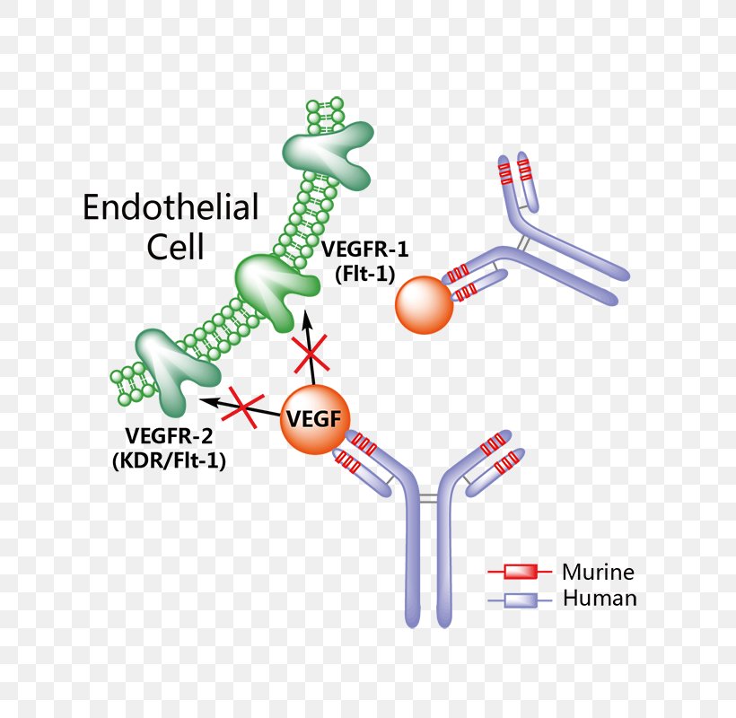 Bevacizumab Ranibizumab Aflibercept Non-small Cell Lung Cancer, PNG, 800x800px, Bevacizumab, Area, Biologic, Cancer, Colorectal Cancer Download Free