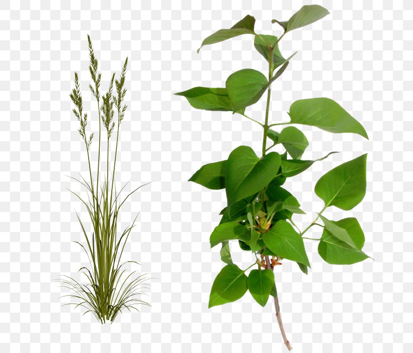 Flowerpot Plant Stem Leaf Herb, PNG, 700x700px, Flowerpot, Branch, Grass, Herb, Leaf Download Free