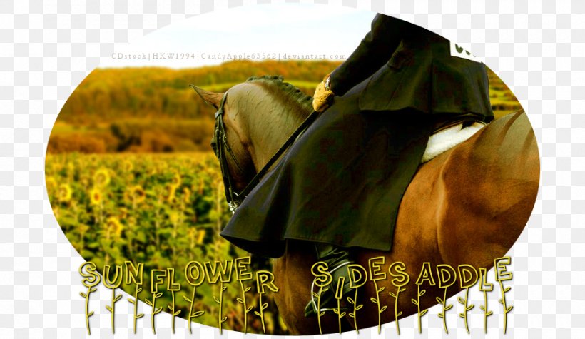 Horse Tack Mane Stock Photography, PNG, 900x522px, Horse, Grass, Horse Like Mammal, Horse Tack, Mane Download Free