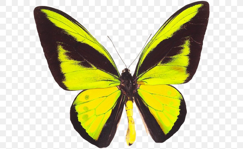 Monarch Butterfly Gossamer-winged Butterflies Ornithoptera Goliath Birdwing, PNG, 600x503px, Monarch Butterfly, Arthropod, Birdwing, Brush Footed Butterfly, Brushfooted Butterflies Download Free