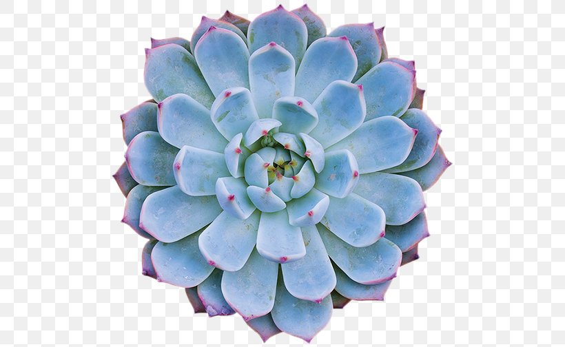 Succulent Plant Dudleya Cymosa Cactaceae Houseleek, PNG, 500x504px, Succulent Plant, Agave, Botany, Cactaceae, Flower Download Free