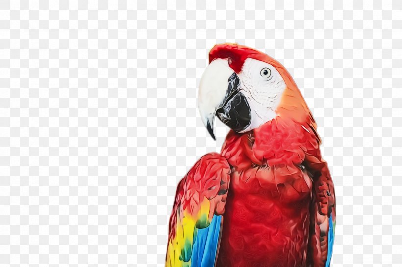 Colorful Background, PNG, 2448x1632px, Parrot, Beak, Bird, Budgerigar, Budgie Download Free