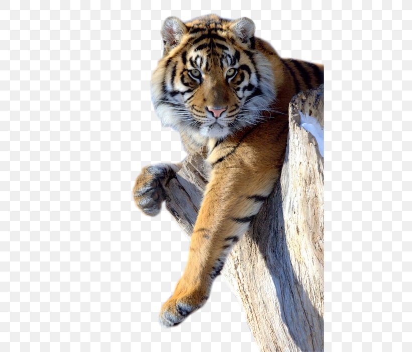Lion Panther Cat Felidae Cheetah, PNG, 470x700px, Lion, Bengal Tiger, Big Cat, Big Cats, Caracal Download Free