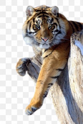 Lion - Lion Panther Cat Felidae Cheetah PNG