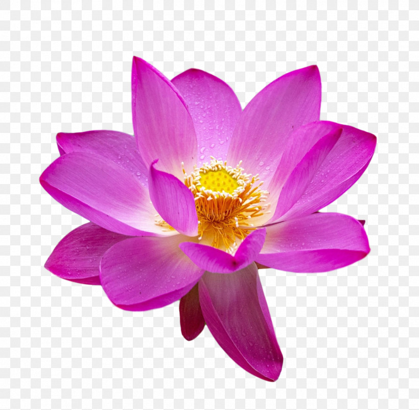 Lotus Flower Summer Flower, PNG, 1369x1340px, Lotus Flower, Annual Plant, Biology, Closeup, Crocus Download Free