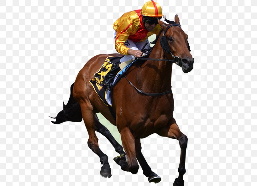 Thoroughbred Horse Racing Jockey The Grand National, PNG, 515x594px, Thoroughbred, Animal Sports, Ascot Racecourse, Bridle, Dubai World Cup Download Free