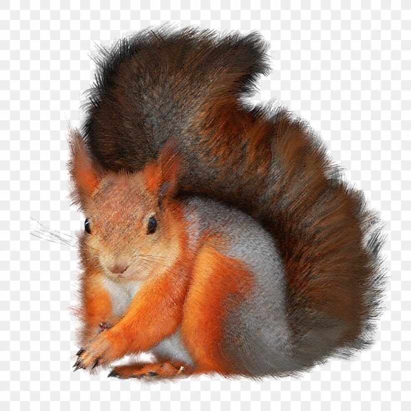 Tree Squirrels Red Squirrel Animal Clip Art, PNG, 1000x1000px, Tree Squirrels, Animal, Author, Fauna, Fox Squirrel Download Free