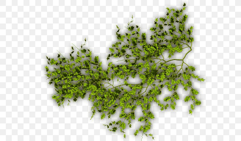 Vine Computer Software, PNG, 640x480px, Vine, Branch, Brothel Creeper, Computer Software, Grass Download Free