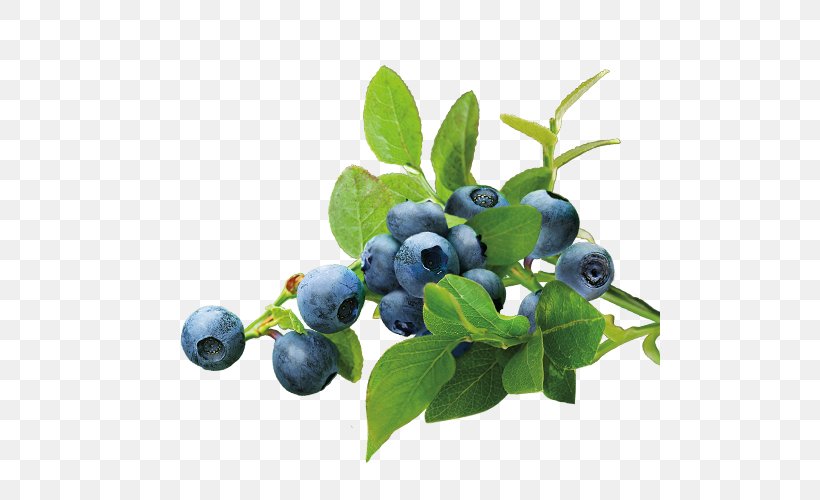 Blueberry Tea Organic Food, PNG, 500x500px, Blueberry Tea, Aristotelia Chilensis, Berry, Bilberry, Blueberry Download Free