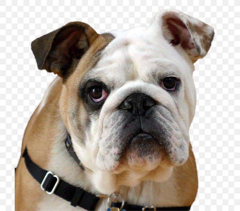 French Bulldog Puppy American Bully Greyhound, PNG, 720x720px, Bulldog, American Bully, American Kennel Club, Australian Bulldog, Breed Download Free