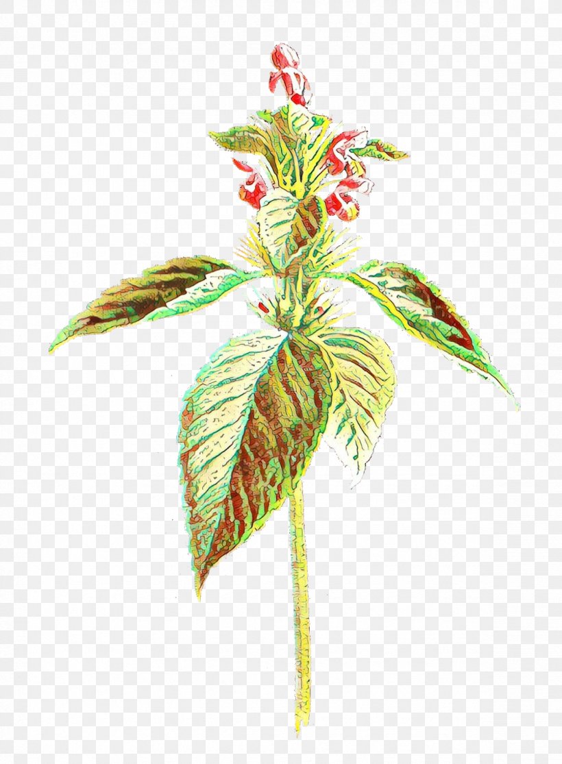 Leaf Plant Stem Plants Herbaceous Plant Vascular Plant, PNG, 1176x1600px, Leaf, Arrowroot Family, Botany, Corn, Fern Download Free