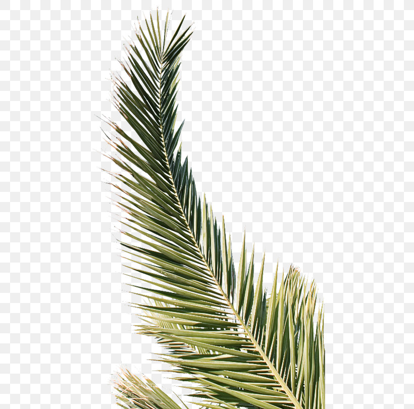 Palm Tree, PNG, 468x810px, Columbian Spruce, American Larch, American Pitch Pine, Arecales, Balsam Fir Download Free