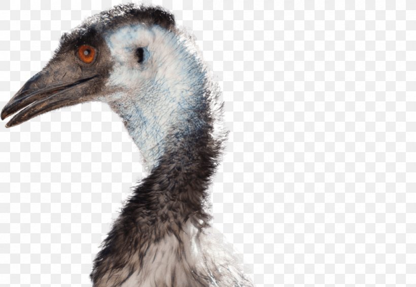 Flightless Bird Common Ostrich National Zoo & Aquarium Emu War, PNG, 1053x727px, Bird, Beak, Cassowary, Casuariiformes, Common Ostrich Download Free