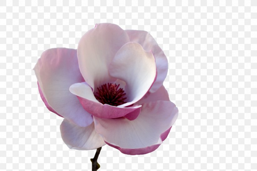 Flower Tulip Petal Plant Stem, PNG, 1024x681px, Flower, Art, Blossom, Deviantart, Flowering Plant Download Free