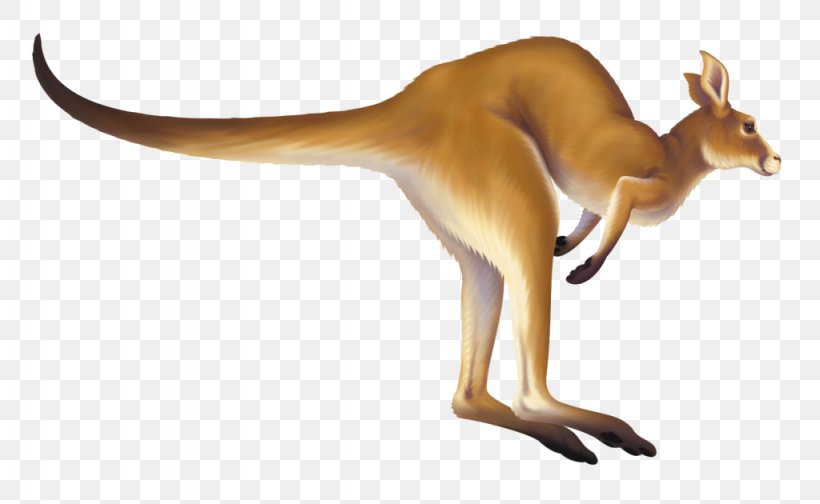 Kangaroo Macropodidae Animation Clip Art, PNG, 1024x630px, Kangaroo, Animation, Art, Cartoon, Drawing Download Free