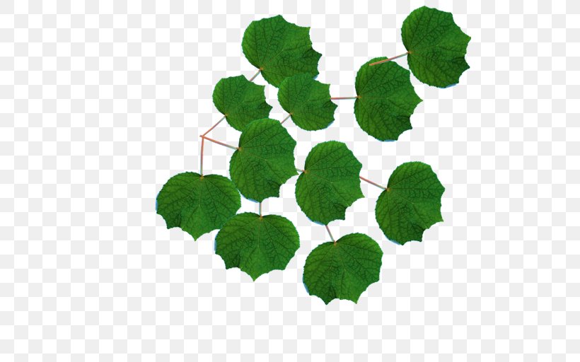 Leaf Herb Annual Plant, PNG, 512x512px, Leaf, Annual Plant, Centella, Grapevine Family, Grass Download Free