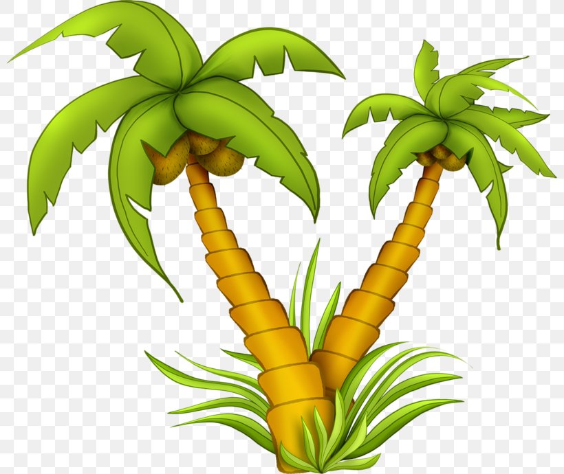 Coconut Tree Drawing, PNG, 800x690px, Coconut, Arecales, Cartoon ...