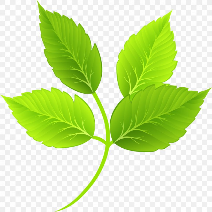 Leaf Green Cartoon, PNG, 1001x1001px, Leaf, Cartoon, Color, Copyright,  Drawing Download Free
